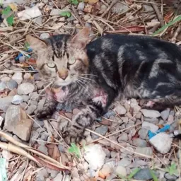 ATACADO POR CÃES