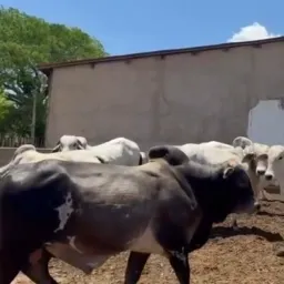 Compra e venda de gado