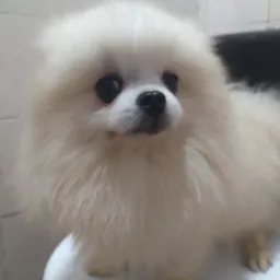 Só links de luxo