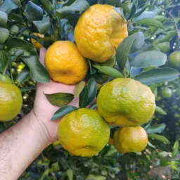 Melhor Pequi da região de barra do bugre