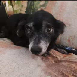 A VIDA É MAIS QUE UM OSSO🍖