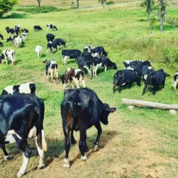 AGRO NORDESTE🐃🐂🐄