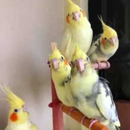 ᴄᴀʟᴏᴘsɪᴛᴀ ᴠᴇɴᴅᴀs ᴛʀᴏᴄᴀs 🦜  Bsf  e Região