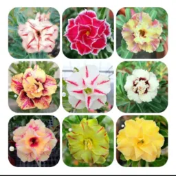 Venda de flores raras🌸🌺🌻🌹🌷🌼💐