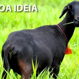 FEIRA DO CRIADOR 🐎🐄🐕🐐🦚🐓🦃🐖