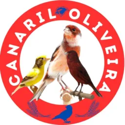 Canário Oliveira somente belgas tarim pintassilgo gaiolas vamos respeitar as regras aviso uma vez