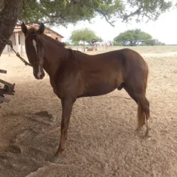 RIFA DE UM PORDO