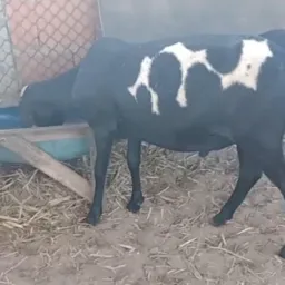 RIFA DA SORTE  RIFA DE  um carneiro🐏