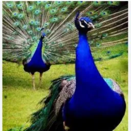 🦚 Pavões, Galinhas, Angola, perú, patos, galinha em geral... Proibido silvestres aqui 🤝👍