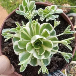 Plantas 🌵