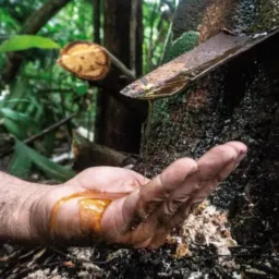 ÓLEOS NATURAIS. 🪽Sabor e Essência de Deus!🪽
