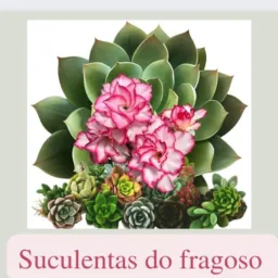 Suculentas de  fragoso🪴