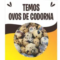 Ovos de codorna Janaúba ❤️🥚