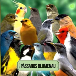 PÁSSAROS BLUMENAU E REGIÃO: VENDA E TROCA
