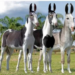 JUVENAL ROLOS.TROPA DE ELITES 🐴🐎🐂🐏🐑🐄🦤🦆🐗🐷