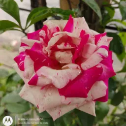 Casa de plantas toca da mata