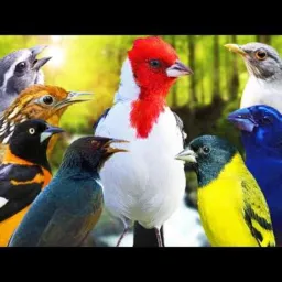 Venda e trocas de pássaros