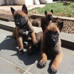 Rifa de 1 filhote de Pastor Belga Malinois