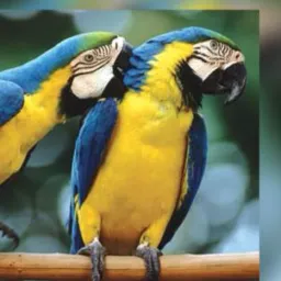 Animais de Piracicaba e Região