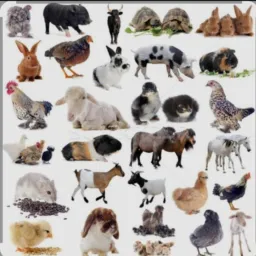 Vendas de animais Prudentopolis Pr🐕🐎🐖🐏🦚🐓