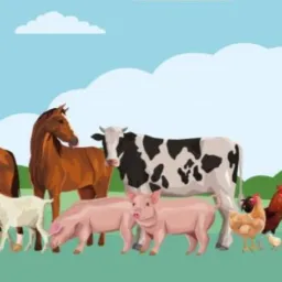 Vendas..catiras!! jaragua🐎🦮🦆🐥🐷🐓🐂🐄🦮