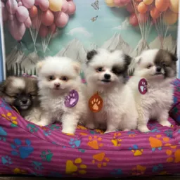 Venda e adocao de animais