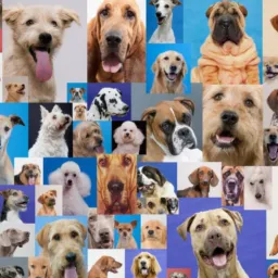 🐾🐾 CÃES TODAS AS RAÇAS 🐾🐾