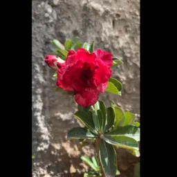 Rifa do dia das mãe uma do deserto