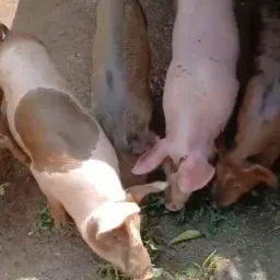 RIFA do porco e compra e venda