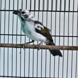 👑. Copa cabana ladeira D/tabajara👑