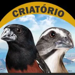 Pássaro 🐦 Rio é baixada