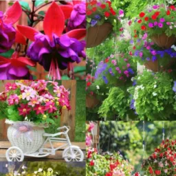 Trocas e vendas de plantas