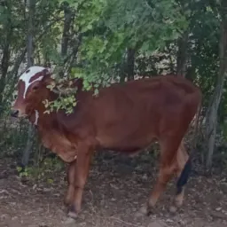 Rifa de um garrote