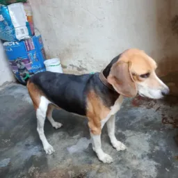 Rifa de um cachorro de raça 🐶
