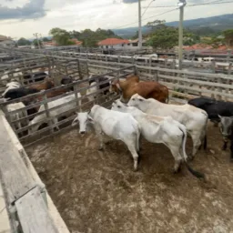 Venda e troca de animais de minas e região 🐄🐂🐎