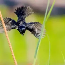 PLANTÃO DO ROLO!! ZONA OESTE E BAIXADA 🦅🐣🇧🇷