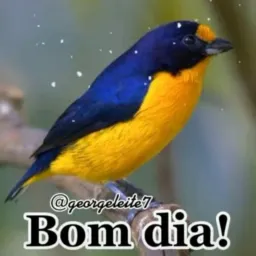 😃FALA BRASIL😎