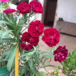 Oi Flor Venda de Plantas SFG