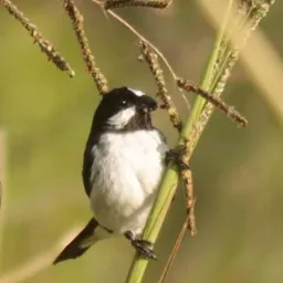 Aves de Caucaia 2