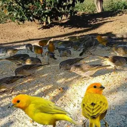 Mutuca bezerros e região 🐦🐦‍⬛