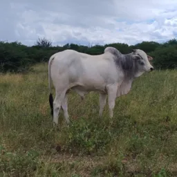 rifa de um boi Nelore 🐂