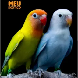 Criadores e compradores de aves exóticas.