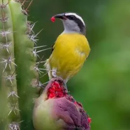 SIBITES PB.VENDA .OU TROCA