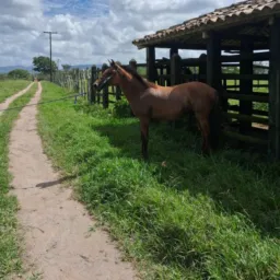 RIFA DE UM POTRINHO 🐎💸✅