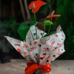 🌹WR Floricultura Tefé🌹