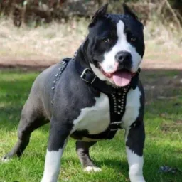 CRIADOR PITBUL DE GOIÁS