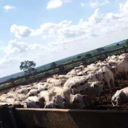 Feira do rolo  são João do paraíso e Região 🐄🐎🐖🏍️🚗🚲