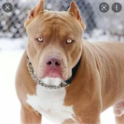 🐶 PIT BULLS - Matupá 🐶