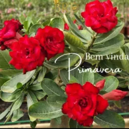 *RIFA DE ROSAS E VASOS*💐🏺 🍀