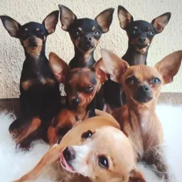 🐾VENDAS DE PINSCHERS ABC E GRANDE SÃO PAULO🐾🐾